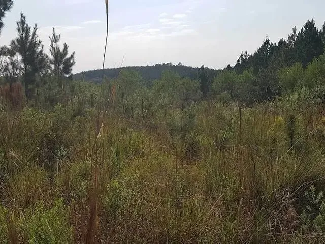 Imagem 13: Área Rural 7,72 Alqueires - 3 Barras de Cima!