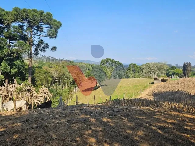 Imagem: Chácara 20.000 M em Mandirituba Casa, Pomar