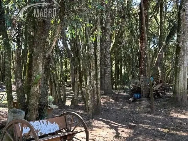 Imagem 5: Chácara À Venda com 3 Dormitórios em Mineiros, Balsa Nova Cod:46