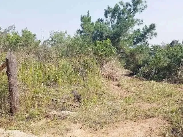 Imagem 3: Área Rural 5 Alqueires - 3 Barras de Cima - Bateias!