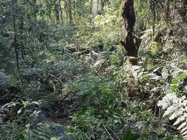 Imagem 13: Área Rural 5 Alqueires - 3 Barras de Cima - Bateias!