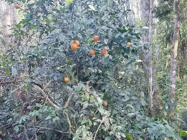 Imagem 10: Área Rural 5 Alqueires - 3 Barras de Cima - Bateias!