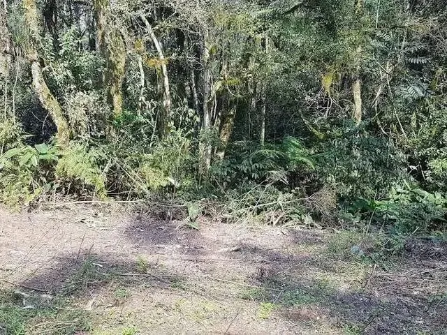 Imagem 8: Área Rural 5 Alqueires - 3 Barras de Cima - Bateias!