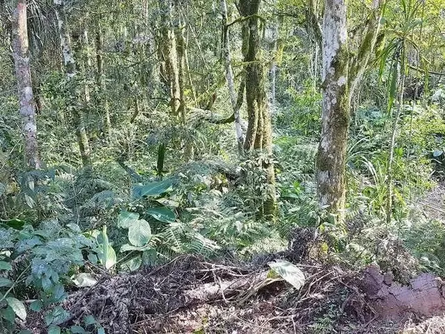 Imagem 11: Área Rural 5 Alqueires - 3 Barras de Cima - Bateias!