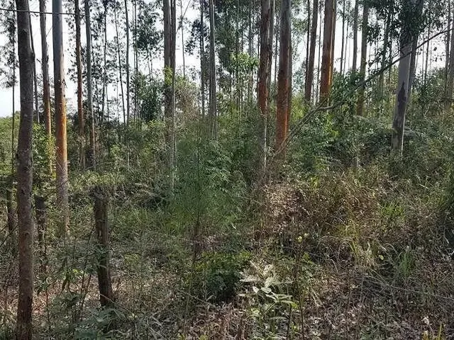 Imagem 12: Área Rural 5 Alqueires - 3 Barras de Cima - Bateias!