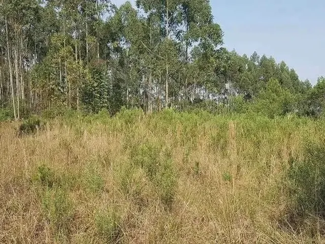 Imagem 6: Área Rural 5 Alqueires - 3 Barras de Cima - Bateias!
