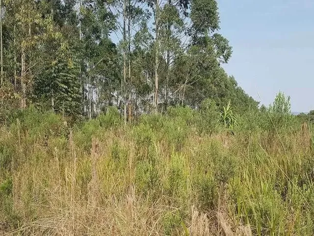 Imagem 14: Área Rural 5 Alqueires - 3 Barras de Cima - Bateias!