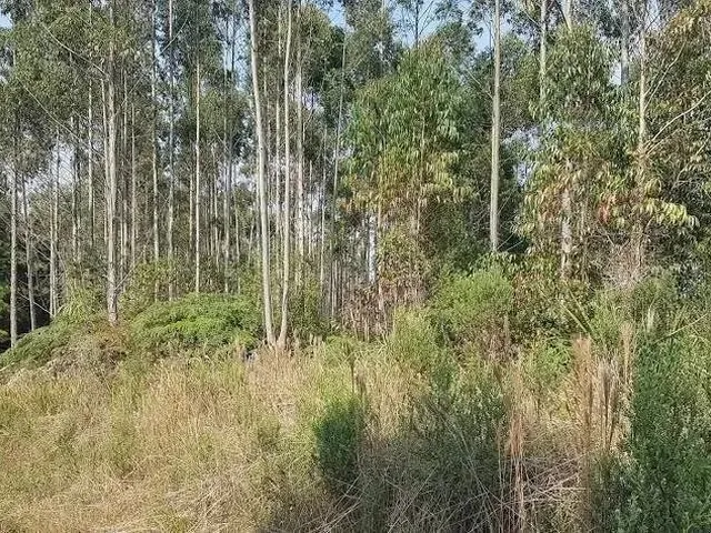 Imagem 2: Área Rural 5 Alqueires - 3 Barras de Cima - Bateias!