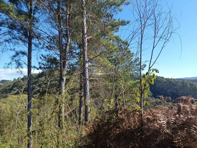 Imagem 2: Chácara Campo Largo 27.000M²