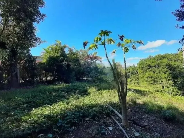 Imagem 4: Mini Sítio À Venda em Alvorada/Rs