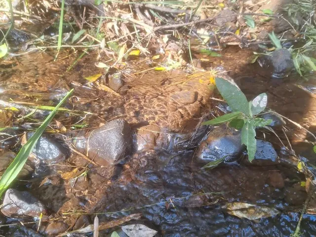 Imagem 11: Chácara 1 Km da Estrada da Ribeira na Embrapa
