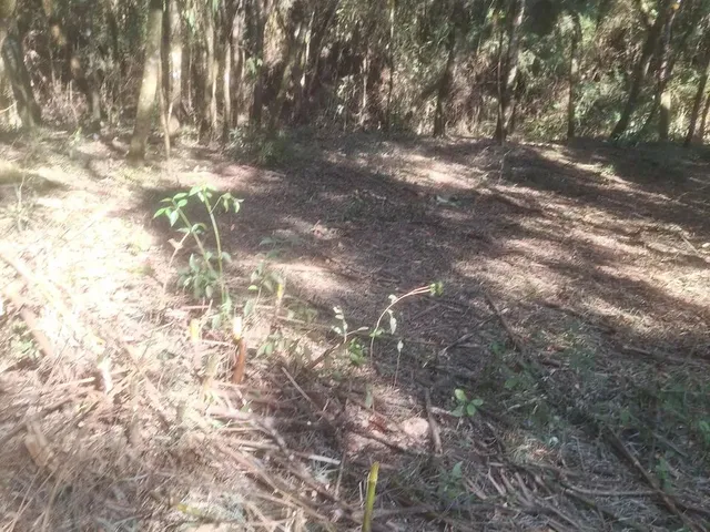 Imagem 13: Chácara 1 Km da Estrada da Ribeira na Embrapa