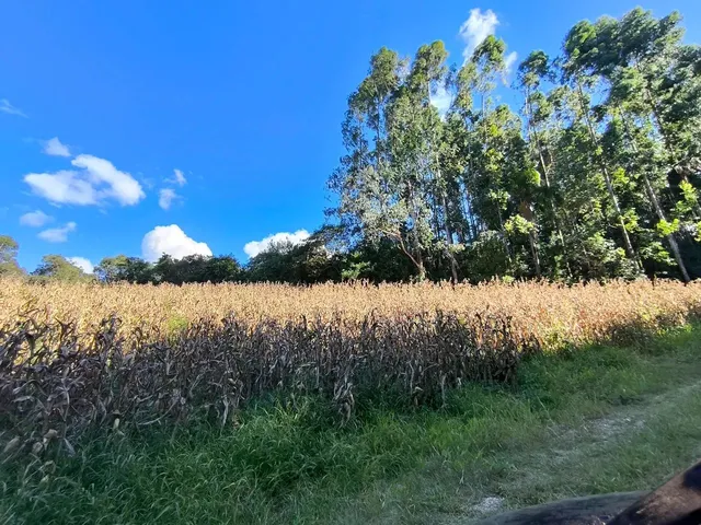 Imagem 7: Área Rural 23.373M² Balsa Nova- 3Km Rod. Pr-510, 10Km Campo Largo, Doc 100