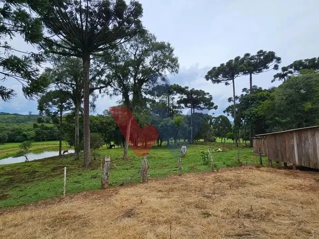 Imagem 5: Propriedade Rural com 254.100M , Casas, Tanques de Peixe, Pomar e Pasto