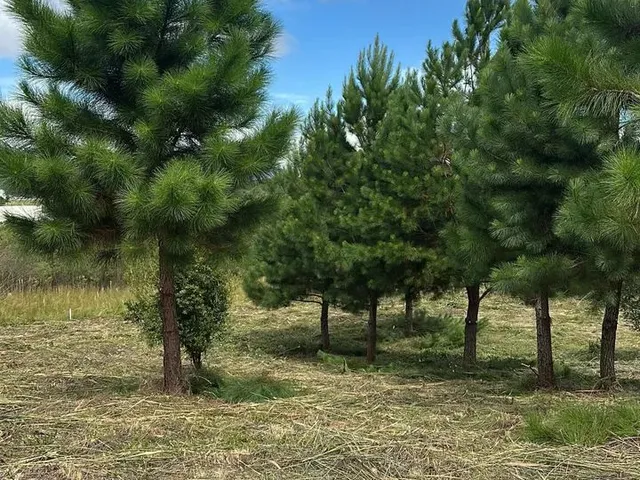 Imagem 3: Terreno Exclusivo em Condomínio Fechado em Quatro Barras Próximo de Curitiba