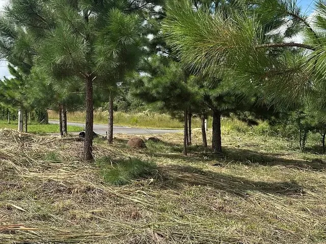 Imagem 15: Terreno Exclusivo em Condomínio Fechado em Quatro Barras Próximo de Curitiba