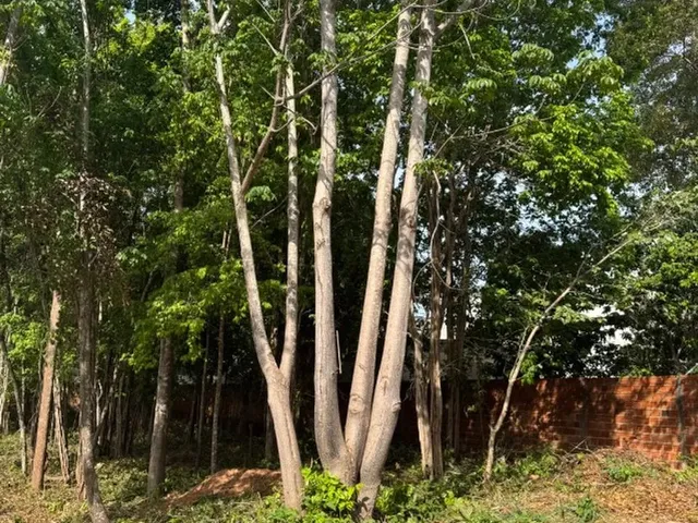 Imagem: Fazenda Real- Excelente Terreno