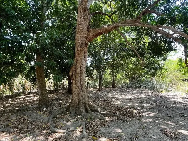 Imagem: Vendo Sítio santa Teresa
