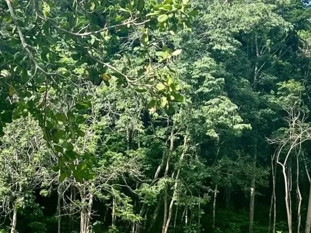 Imagem: Sítio para Venda em Teresina, Taboca do