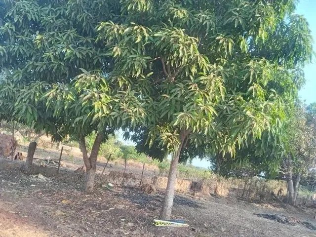 Imagem: Terrenos a Venda no Piaui