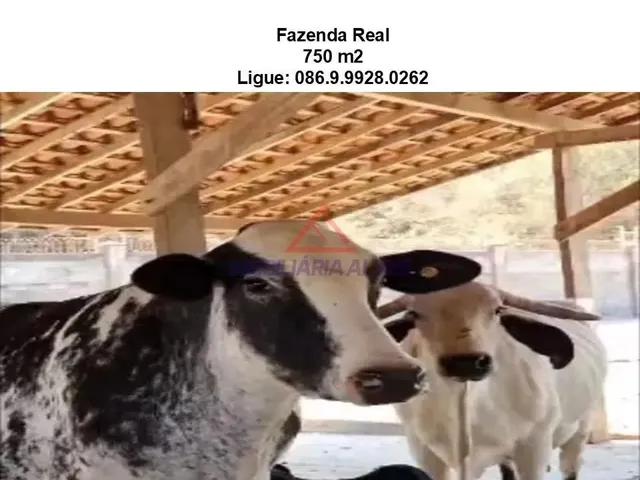 Imagem 3: Terreno em Zona Rural - Teresina