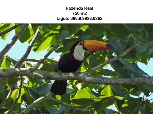 Imagem 6: Terreno em Zona Rural - Teresina