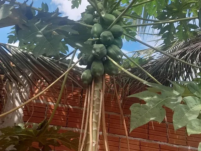 Imagem 3: Vendo Casa no Distrito do Sucuri