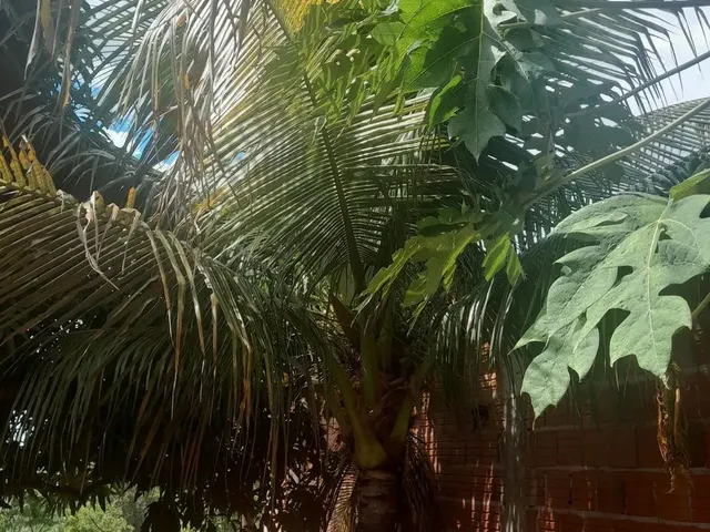 Imagem 7: Vendo Casa no Distrito do Sucuri