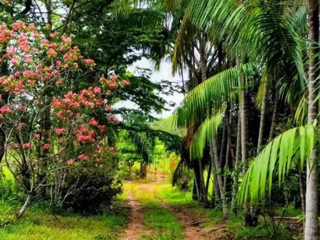 Imagem: Linda Chácara a Venda