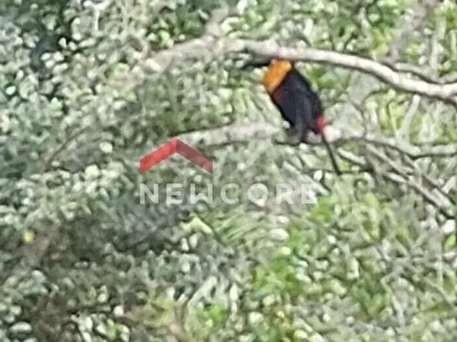 Imagem 15: Chácara em Estrada Cristóvão Machado de Campos - Vargem Grande - Florianópolis/Sc