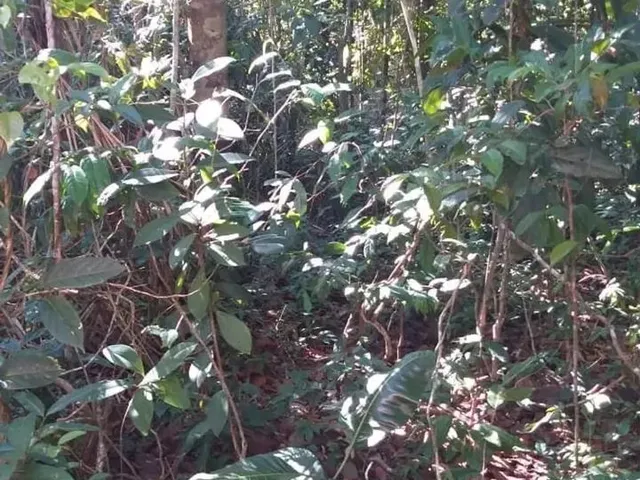 Imagem 2: Trancoso - Estrada dos Macacos