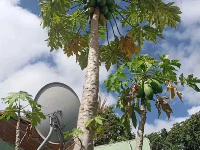 Imagem 9: Casa na Cidade Operaria