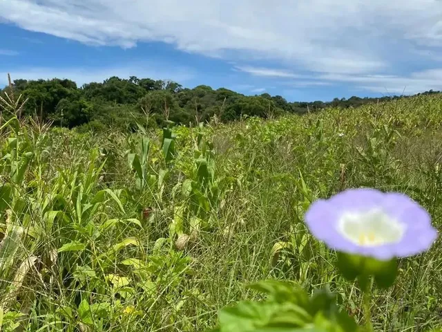 Imagem: O Momento Certo para Investir em Terrenos