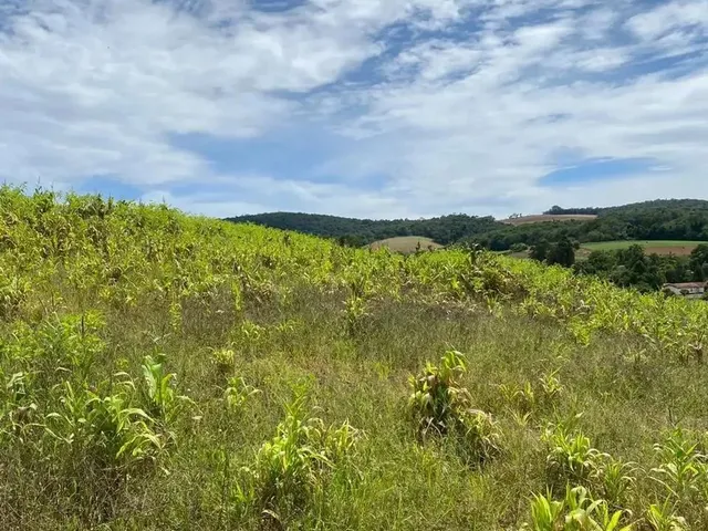 Imagem: Ibiúnasp