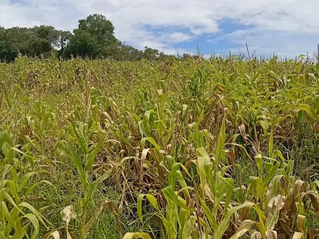 Imagem: Lote de 500 M² em Ibiúna para Morar Ou