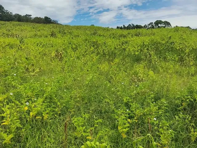 Imagem: Oportunidade de Terreno À Venda em Ibiúna