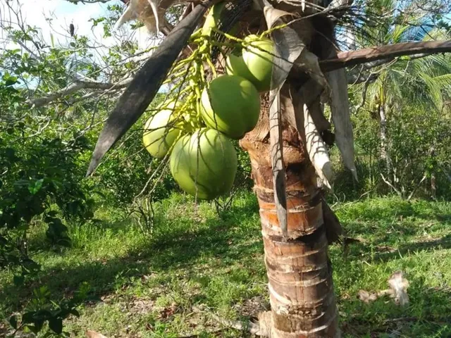 Imagem: Sítio em Altamira Conde