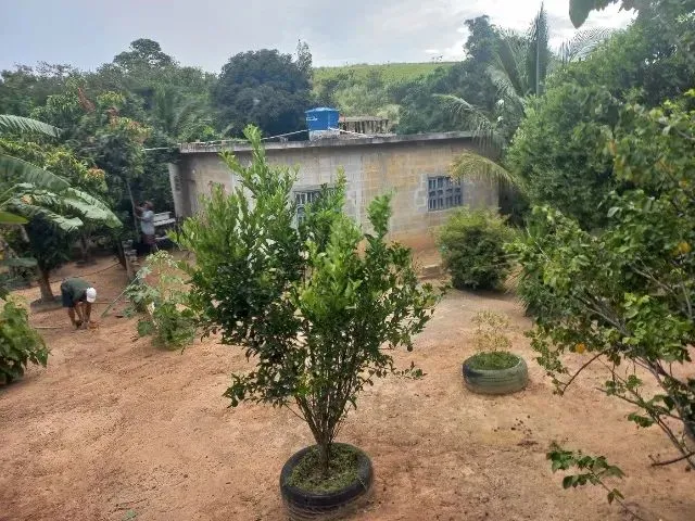 Imagem 15: Chácara Medindo 1150 Mts Zona Rural de Marataizes:imburi