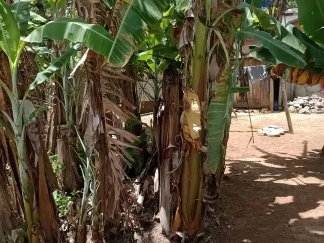 Imagem 5: Chácara Dentro da Cidade com Casa