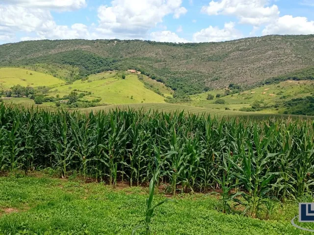 Imagem 10: Excelente Sitio dupla aptidao para venda em Tres Coracoes-MG com 24 hectares, atualmente