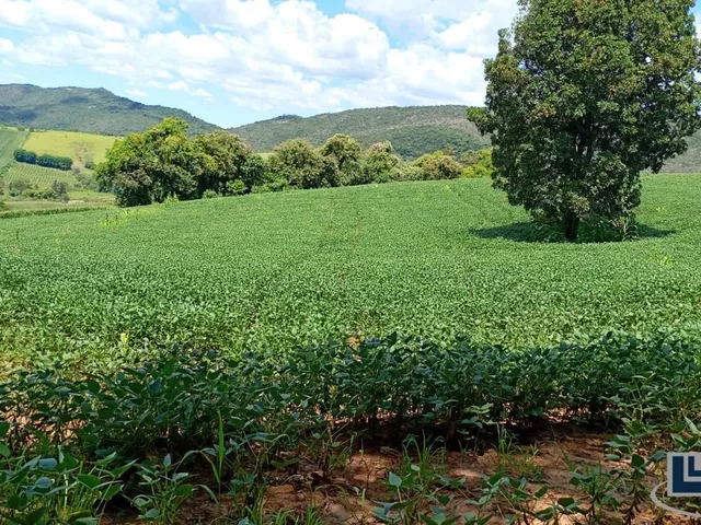 Imagem 3: Excelente Sitio dupla aptidao para venda em Tres Coracoes-MG com 24 hectares, atualmente