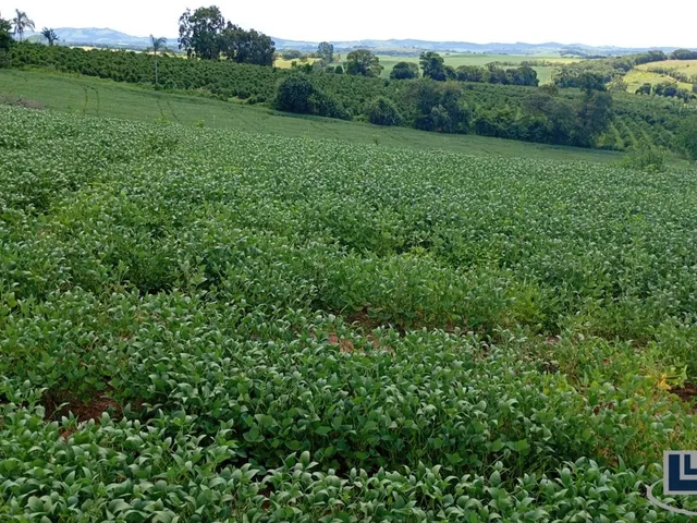 Imagem 15: Excelente fazenda dupla aptidao para venda em Tres Coracoes-MG com 96,17 hectares