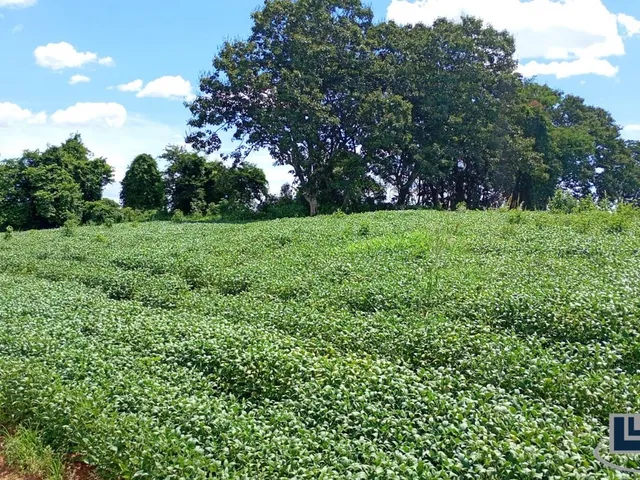 Imagem 14: Excelente fazenda dupla aptidao para venda em Tres Coracoes-MG com 96,17 hectares