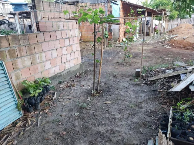 Imagem: Teremos em Novo Airão