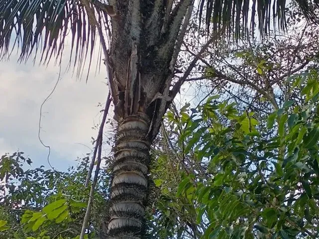 Imagem 3: Vende Se Um Sítio na Estrada de Novo Airão,150 de Frente por 1000 de Fundo