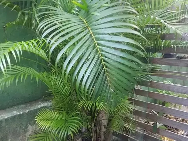 Imagem 9: Apartamento Residencial em Natal - Rn, Ponta Negra