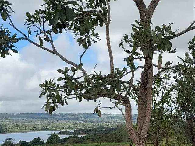 Imagem 5: Terreno 5000! Lagoa Formosa! Bela Vista