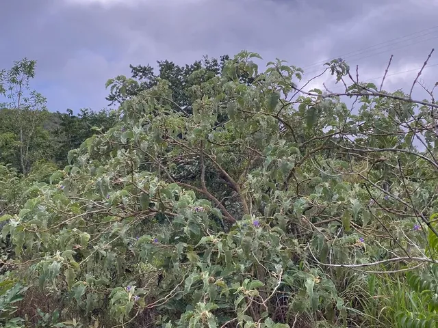 Imagem: Atenção Chácara na Br060