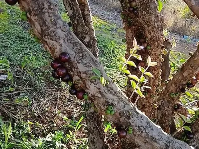 Imagem: Chacara Formada. Porteira Fechada