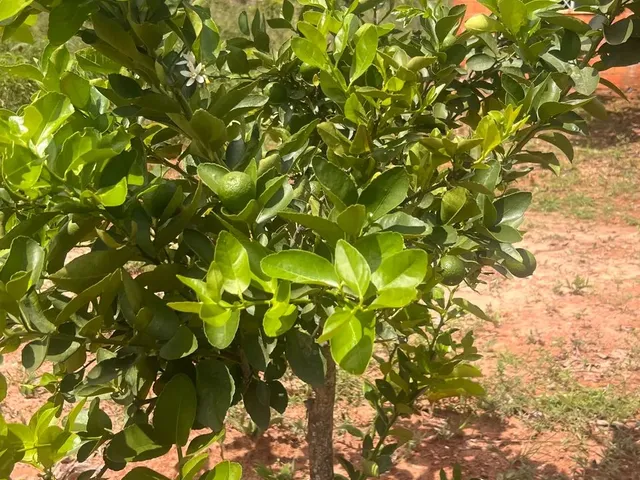 Imagem 2: Venda Ou Troca Chácara com venda por R$110.000
